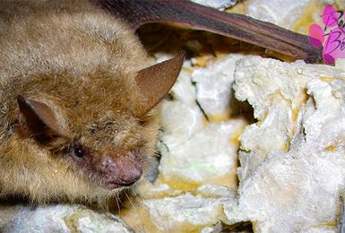 Pense-Bêtes: Portrait de la chauve-souris