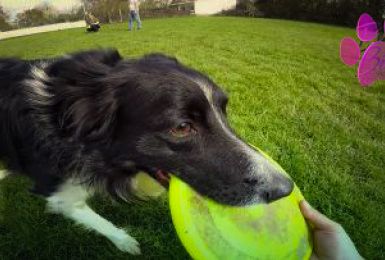 Pense-Bêtes: le frisbee canin