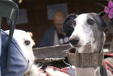 Pense-Bêtes: Salon animalier et balade canine au profit des lévriers espagnols