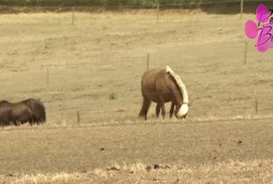 Pense-Bêtes: Chevaux et canicule