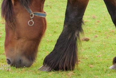 Au Chant du Coq: Le cheval de trait, cheval du passé, cheval d'avenir.