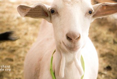 Au Chant du Coq: Le lait cru