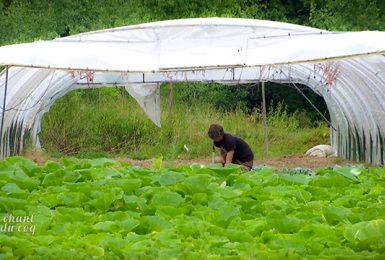 Au chant du Coq: Le co-farming