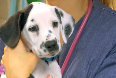 Pense-bêtes: Tests auditifs pour des chiots dalmatiens