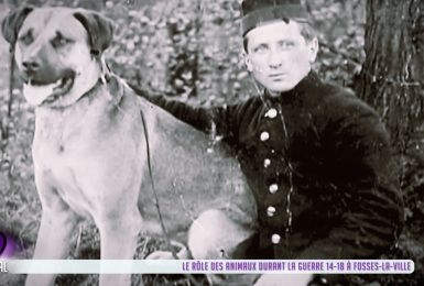 Expo: Le rôle des animaux durant la guerre 14-18