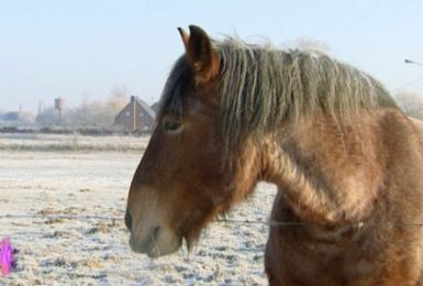 Pense-bêtes: les animaux et le froid