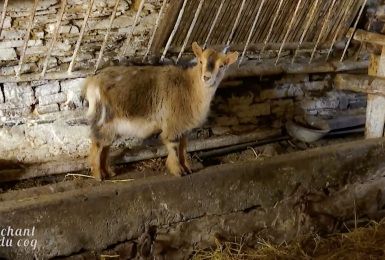 Au Chant du Coq: Les agricultrices