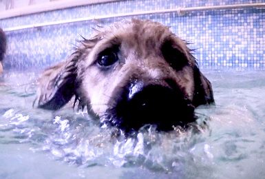 Pense-Bêtes: Cours de natation pour chien