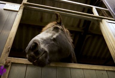 Pense-Bêtes: vermifuger son cheval