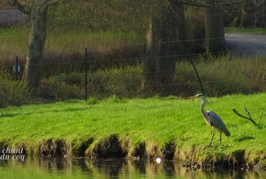 Au Chant du Coq: La pisciculture