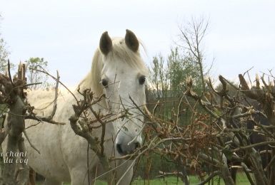 Au Chant du Coq : Recherche et développement