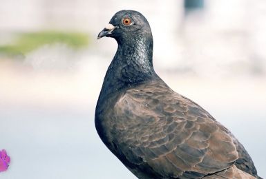 Pense-Bêtes: lLes pigeons