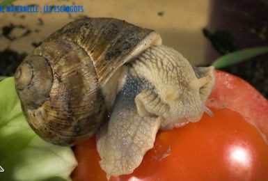 Une éducation presque parfaite presqu'à l'école : l'escargot (maternelles)