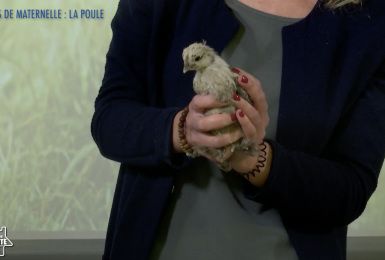 Une éducation presque parfaite presqu'à l'école : La découverte de la Poule (maternelle)