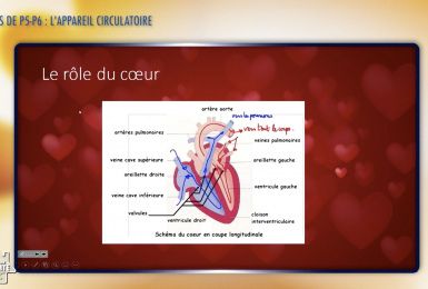 Une éducation presque parfaite presqu'à l'école: l'appareil circulatoire (P5-P6)