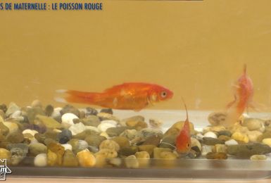 Une éducation presque parfaite presqu'à l'école : Le poisson rouge (Maternelle).