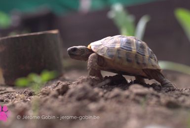 Pense-Bêtes : la tortue d'Hermann