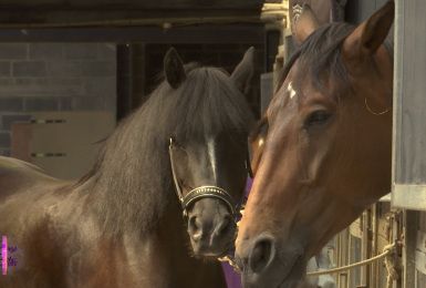 Pense-Bêtes : les soins quotidiens aux chevaux