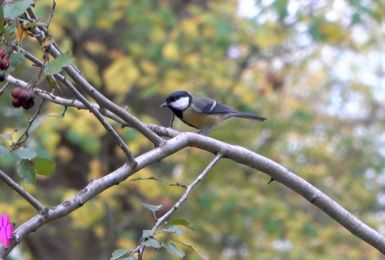 Pense-Bêtes : le nourrissage des oiseaux