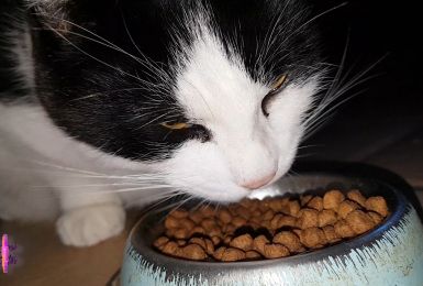 Pense-Bêtes: L'alimentation du chat