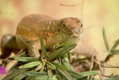 Pense-Bêtes: la nouvelle législation sur les reptiles