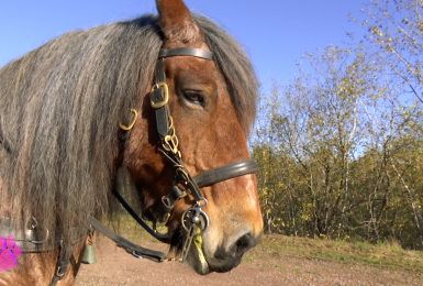 Pense-bêtes du mercredi 10 novembre 2021 : Côté Équidés : un cheval de trait à Courcelles