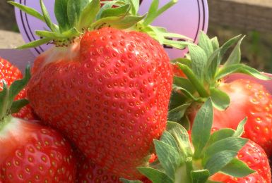 Sivry-Rance a désormais ses fraises : les fraises chevrotines