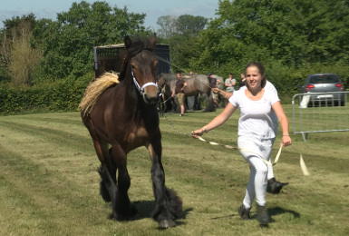 C Local : Fête du mouton et du cheval de Trait à Sivry