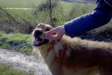 Pense-Bêtes: Biscuits pour chiens