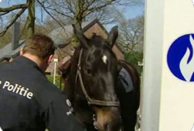 06/04/11 : LES CHEVAUX DE LA CAVALERIE DE LA POLICE FEDERALE 