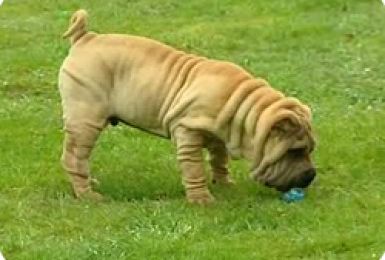 13/04/11 : LE PORTRAIT DU SHAR PEI 