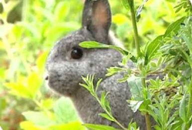 25/05/2011 : BIEN SOIGNER SON LAPIN