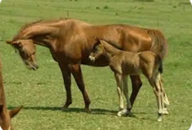 15/06/11 : UN CHEVAL AU VERT