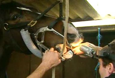 02/02/12 : PORTRAIT DU DENTISTE EQUIN