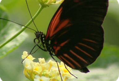 07/06/12 : LA GRANGE AUX PAPILLONS