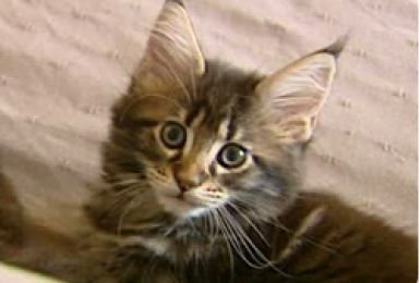 11/10/12 : PORTRAIT du MAINE COON