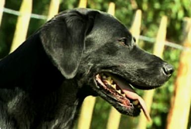 18/10/12 : PORTRAIT DU LABRADOR RETRIEVER (1/2)