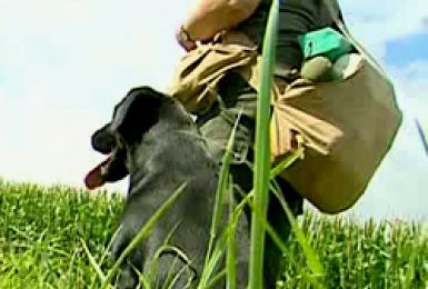 25/10/12 : PORTRAIT DU LABRADOR RETRIEVER (2/2) 