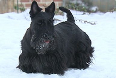 14/02/13 : PORTRAIT DU SCOTTISH TERRIER