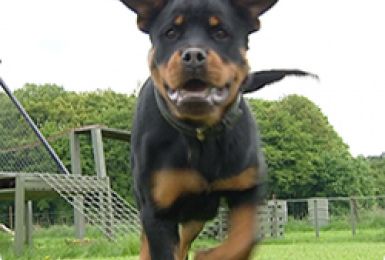 30/05/13 : PORTRAIT DU ROTTWEILER