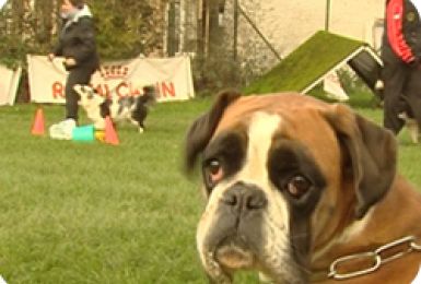 28/11/13 : RENCONTRES INTERCLUBS CANINS