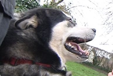 13/02/14 : PORTRAIT DU MALAMUTE