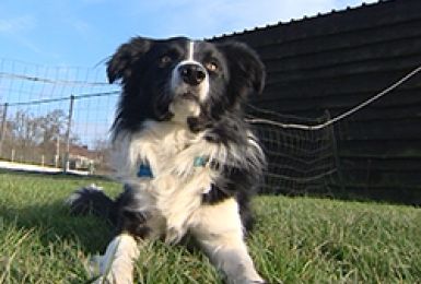 06/03/14 : PORTRAIT DU BORDER COLLIE