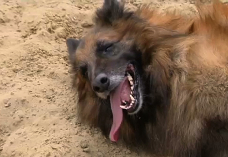 Pense-Bêtes : 1ère journée des animaux à Courcelles