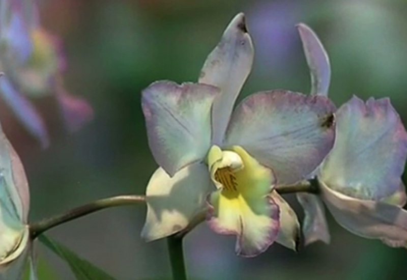 Bourse aux Orchidées à Montigny-le-Tilleul