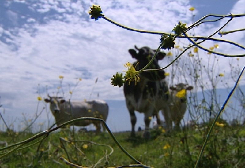 Semaine du bio à Froidchapelle