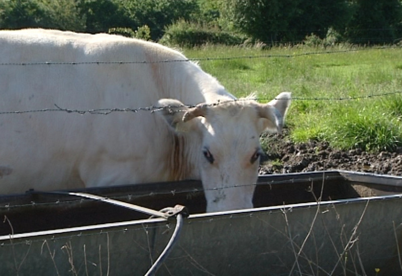 Dialogue Hainaut : Veille sanitaire dans les fermes