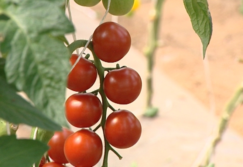 Fête de la tomate à la Ferme de la Vallée