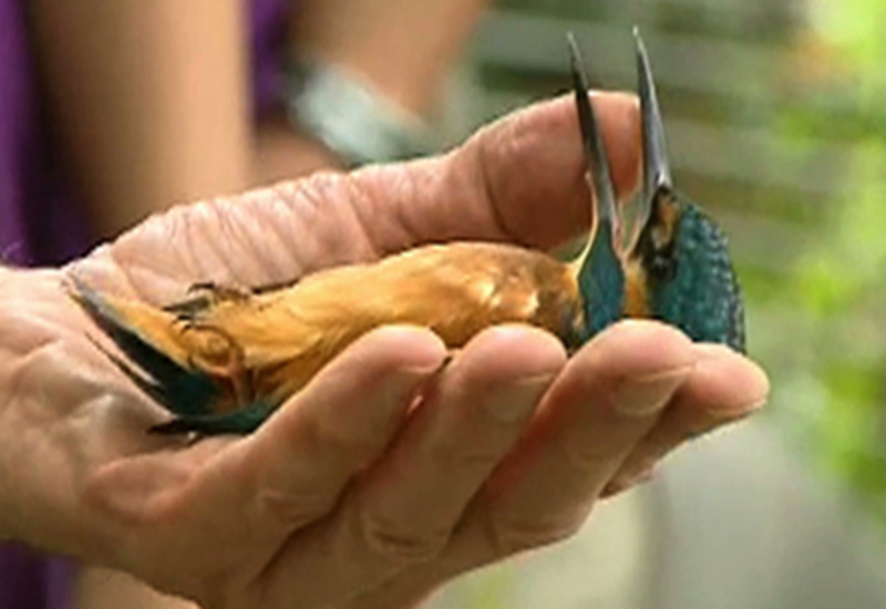 Pense-Bêtes : Festival de l'oiseau à Virelles