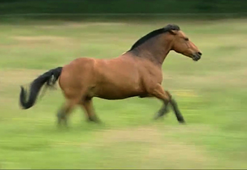 Pense-Bêtes : l'alimentation des chevaux